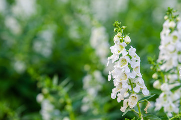 salvia white flowers