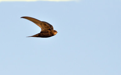 Apus apus (Common Swift, European Swift, Swift), Greece