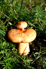 A small food fungus grows on a large fungus