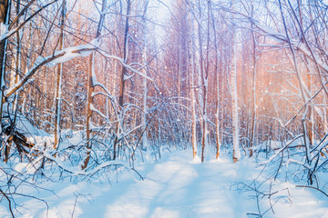 Blue winter forest landscape with trees, snow on a sunny day