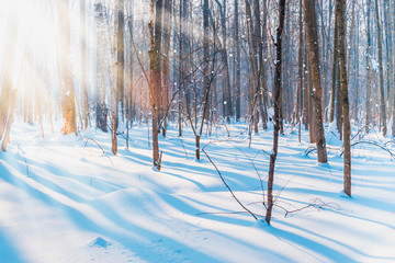 Blue winter forest landscape with trees, snow on a sunny day