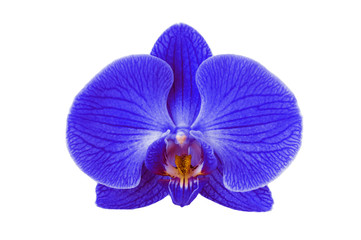 Naklejka na ściany i meble The Classic Blue orchid on the black background. Flat lay.