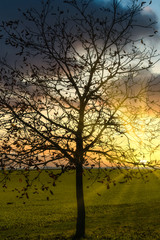 Ein fast kahler Baum im Sonnenuntergang