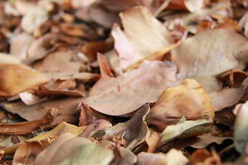 Selective focus Dry leaves of trees that wither due to autumn. Dried brown leaves with an blurry background
