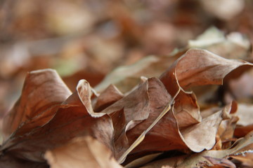 Selective focus Dry leaves of trees that wither due to autumn. Dried brown leaves with an blurry background