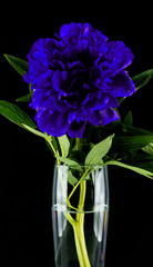 Classic Blue peony in a glass vase on a dark background.
