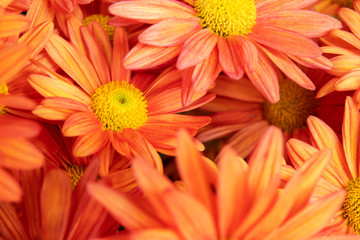 orange flowers on black background
