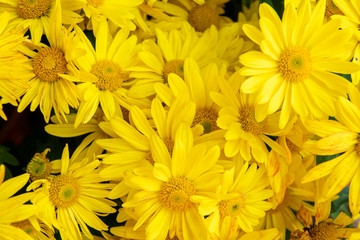 background of yellow flowers
