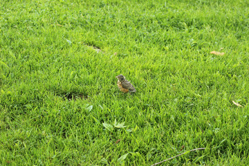 baby bird in grass