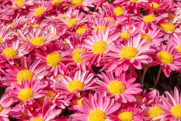 Fototapeta premium background of flowers