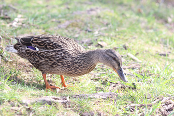 wild duck on the grass