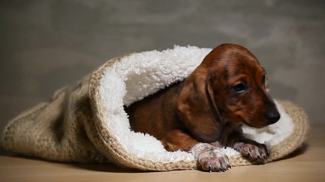 wool scarf puppy portrait wooden table hd footage 