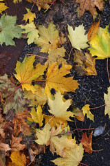 autumn leaves on the ground