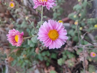 Obraz premium Flower