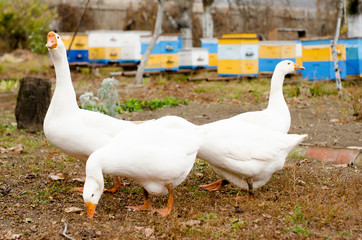 a group of four white geese walks in the backyard, close-up