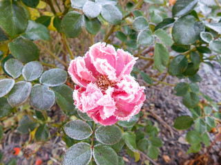 Rose rose givrée au petit matin