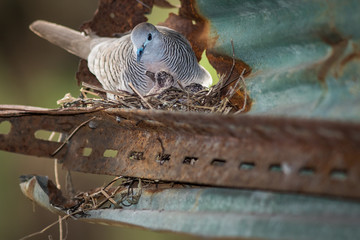 Dove's nest.