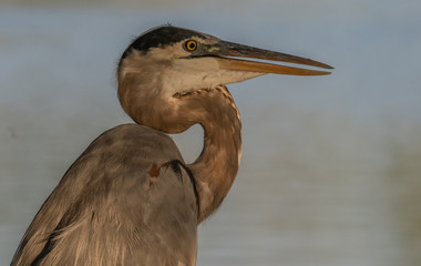 Heron