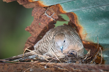 Dove's nest.
