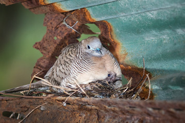Dove's nest.