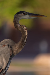 Heron