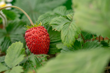 Wild Strawberry Close up