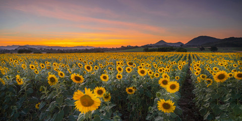 Fototapeta premium Blooming sunflower plants in the countryside at sunset