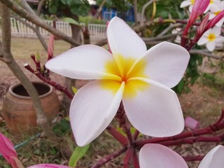 frangipani flowers 