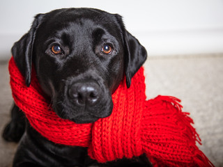 Portrait of a cute young dog looking at the camera with a red scarf covering it. White background. in room Black Labrador Dog in a Scarf