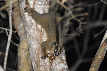 Pale fork-marked lemur in Kirindy Reserve, Madagascar