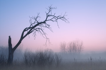 Bare Trees in Fog Fort Custer State Pari