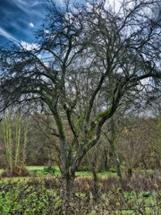 Obraz premium Bäume im Winter