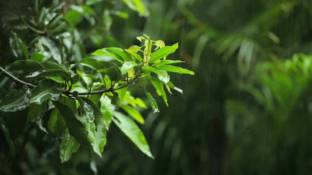heavy dense tropical rain, focus on tree leafs