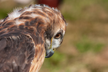 a closeup portrait of aRed-Tailed Falcon (Buteo jamaicensis)