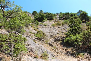 landscape of juniper on the mountain