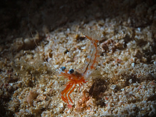 Night Shrimp (Processidae)