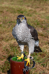 Northern Goshawk sitting on a perch