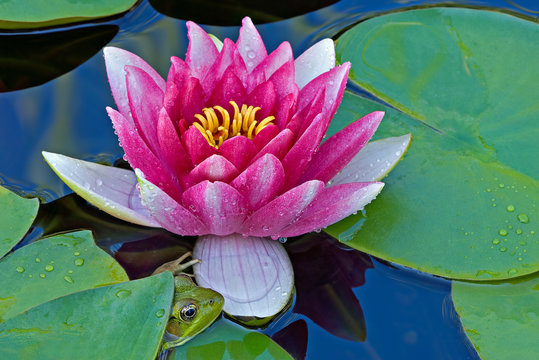 Green Frog and Pink Water Lily