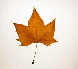 Brown and dry maple leaf on white background