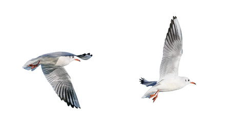 Obraz premium black-headed gull in flight (Chroicocephalus ridibundus), isolated on White background