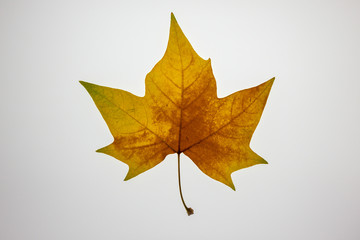 Autumn leaf on white background