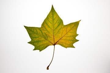 Yellowish greenish autumn maple leaf