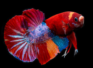 Fancy koi galaxy betta fish.