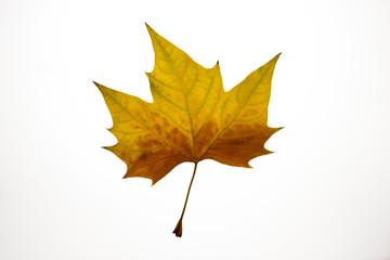 Isolated dry autumn leaf on white background