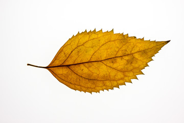 Yellow-brownish autumn leaf on white background