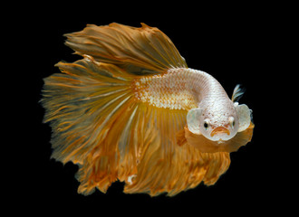 Silver gold long half moon Betta fish.