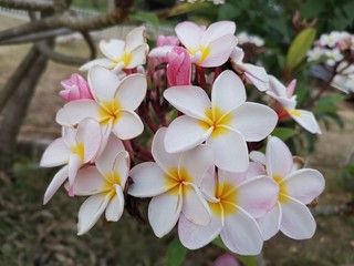 frangipani flowers on a background