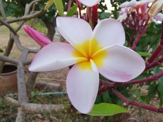 plumeria flower