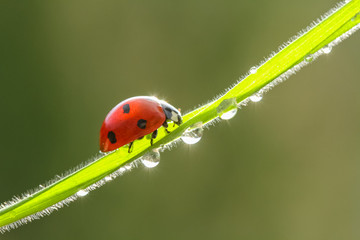 ladybug on leaf