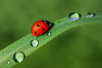 ladybug on green leaf